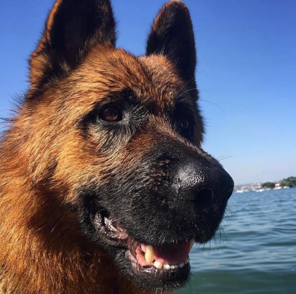 No cabe duda que Skiro es su mejor amigo.