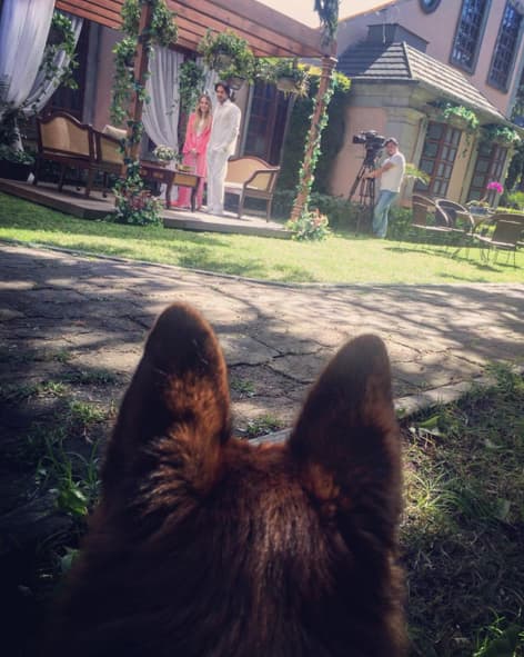 Skiro es tan bien portado, que a veces acompaña a Ron a las grabaciones de la novela.