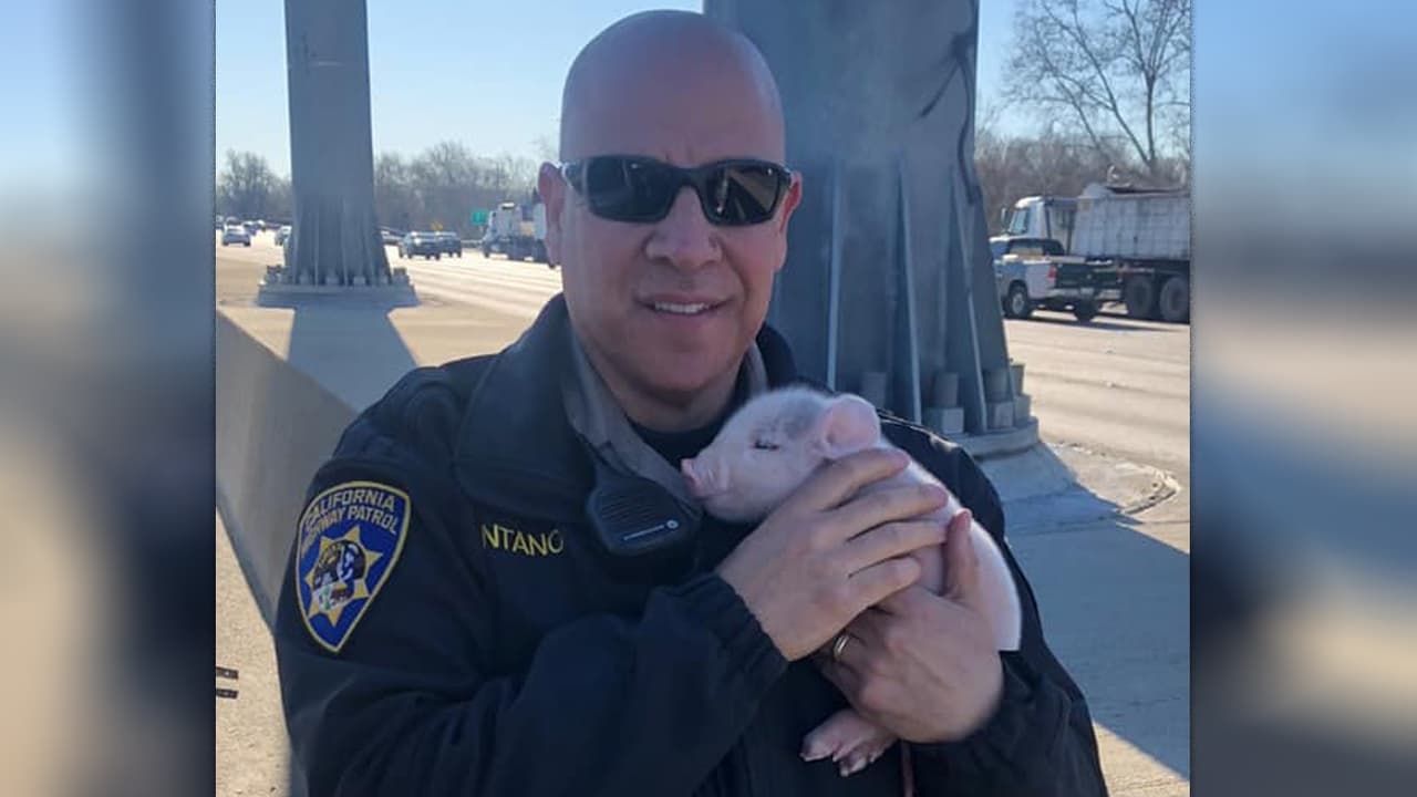 Este agente salvó la vida de varios recién nacidos en la carretera (pero esta vez eran otro tipo de bebés)