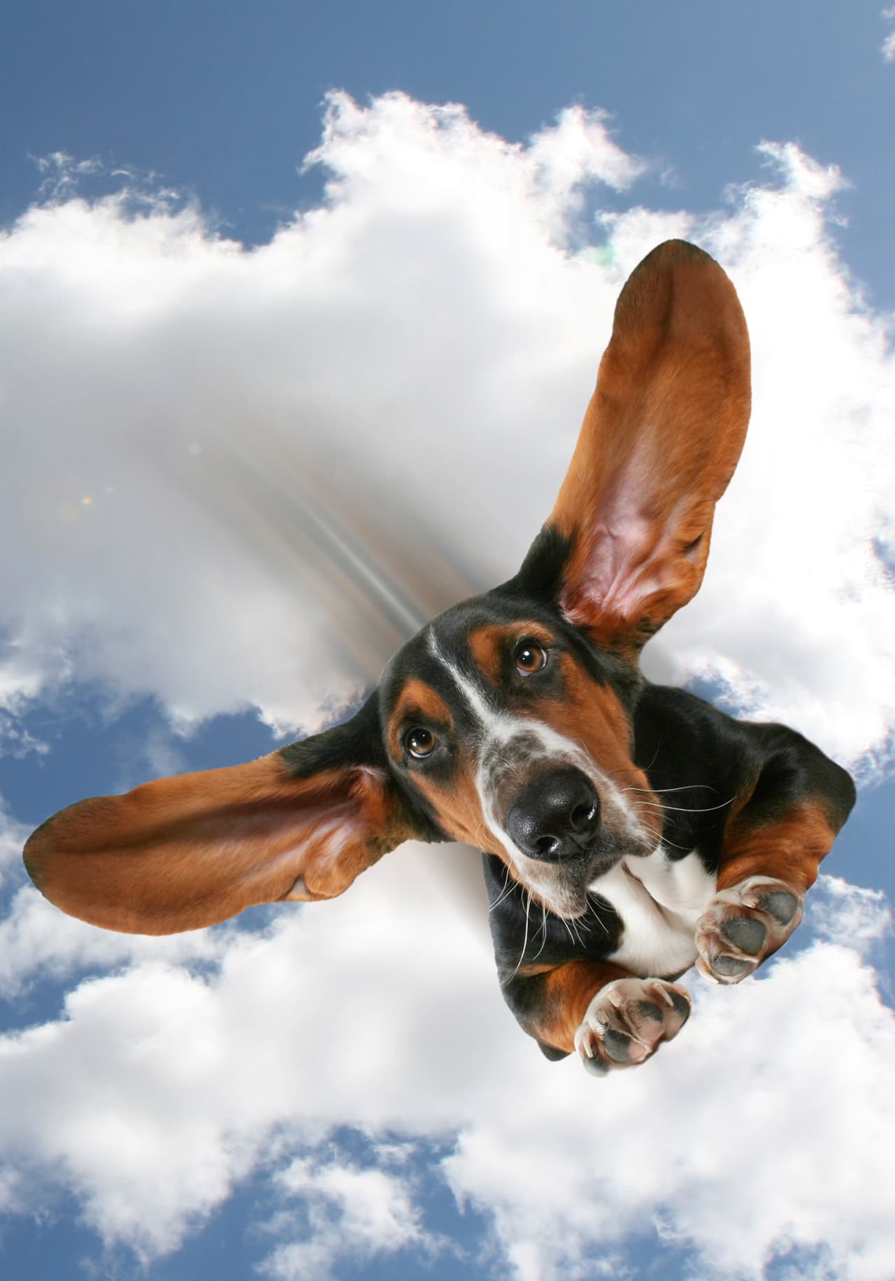 Con drones o paracaídas, los perros caerían del cielo. ¿Qué te parece esto?