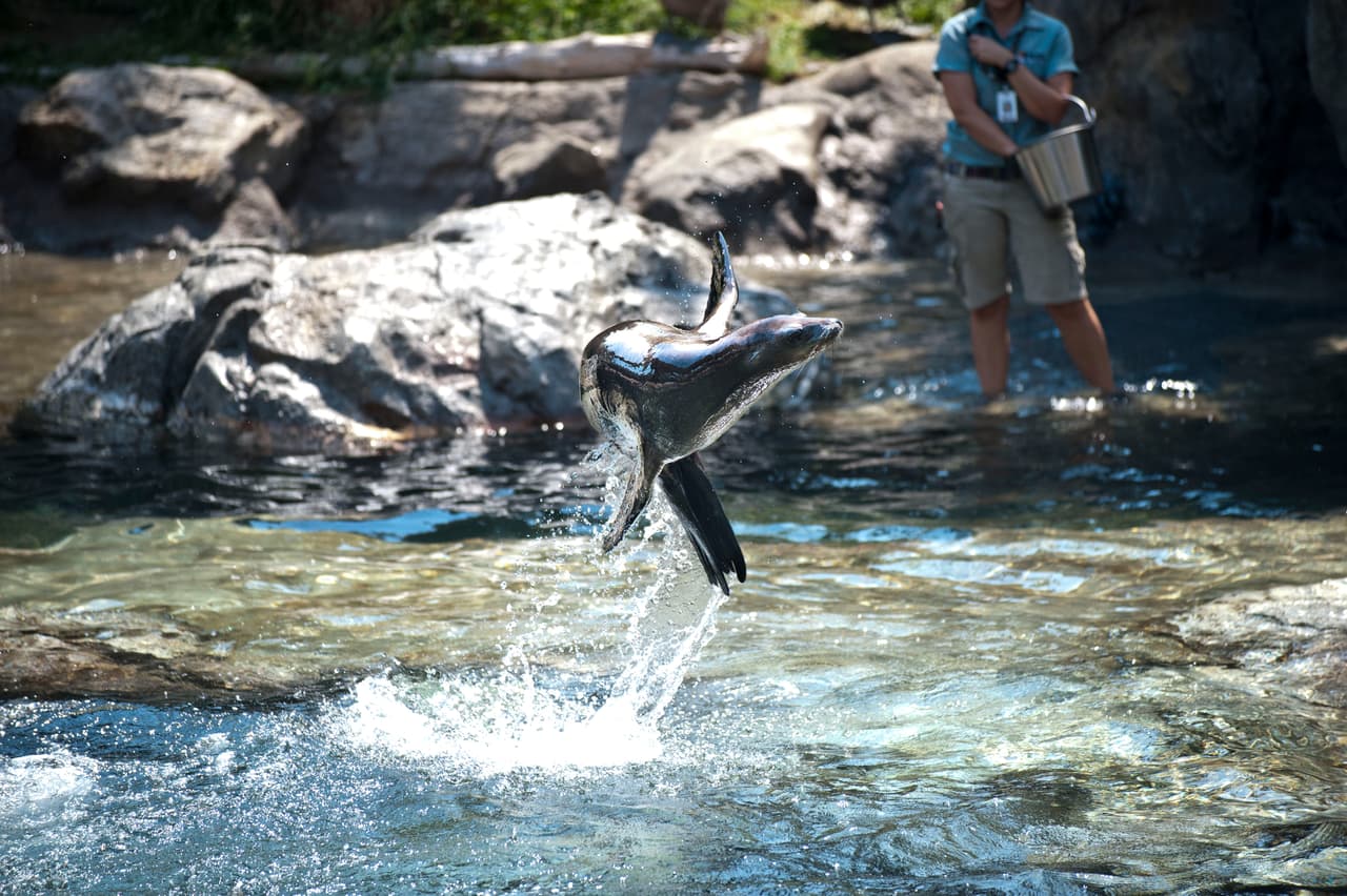 Familias disfrutaron del Día de la Familia en el Zoológico de Fresno
