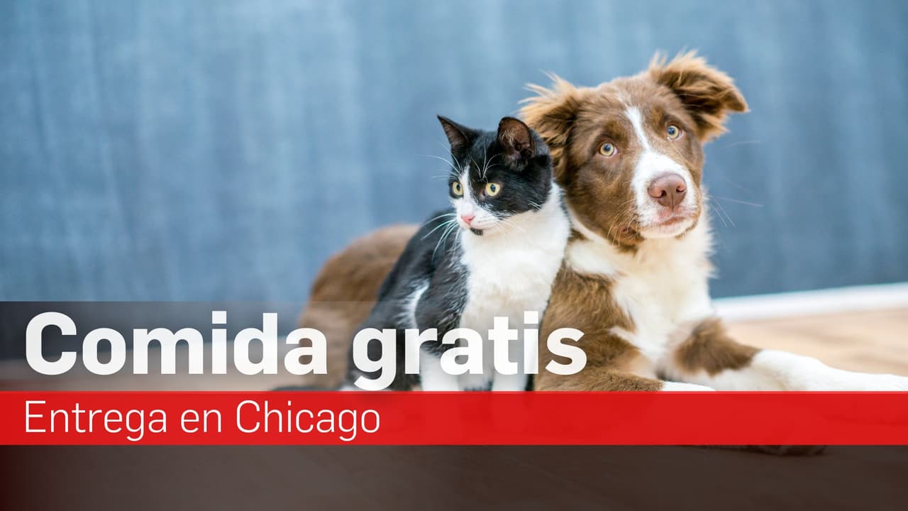 Repartirán comida gratis para mascotas en Chicago: aquí el horario y la dirección