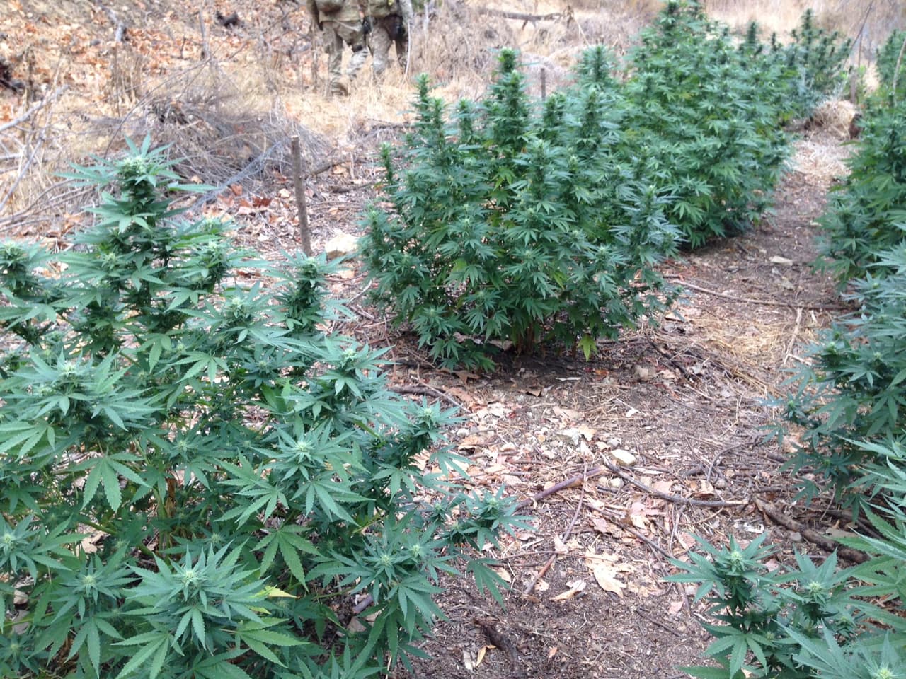 El uso abundante de fertilizante, pesticidas y agua permite que las plantas produzcan hasta 4 libras del enervante en cinco meses, que se puede vender en unos 12,000 dólares en el mercado negro.