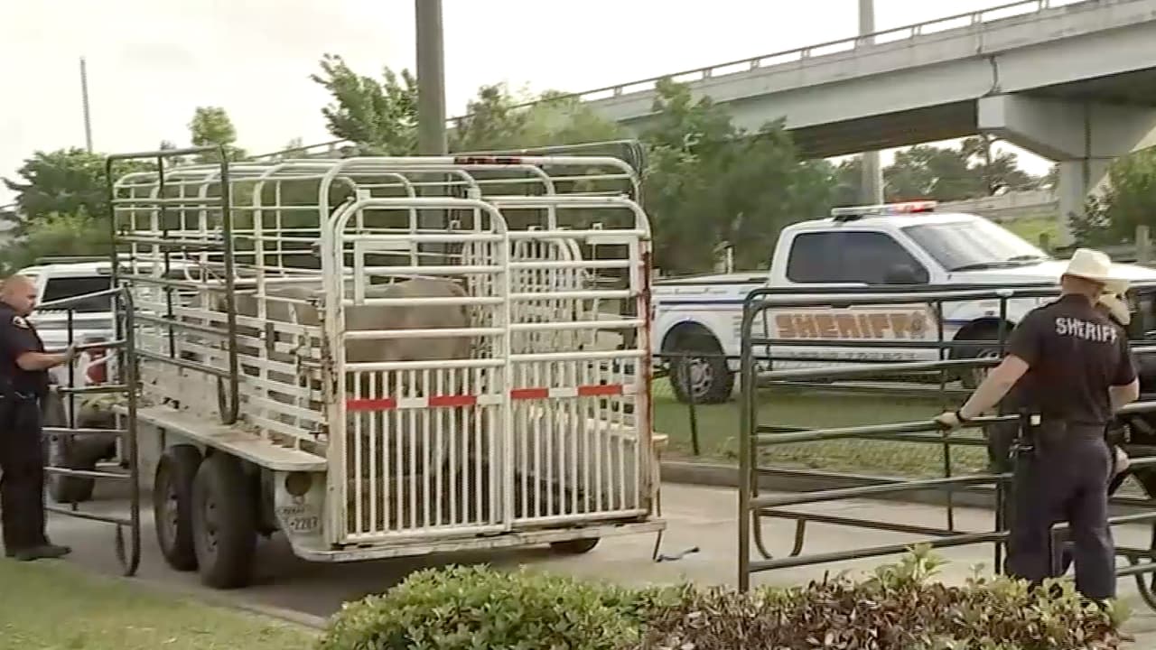 Un remolque de ganado llegó al lugar y se logró