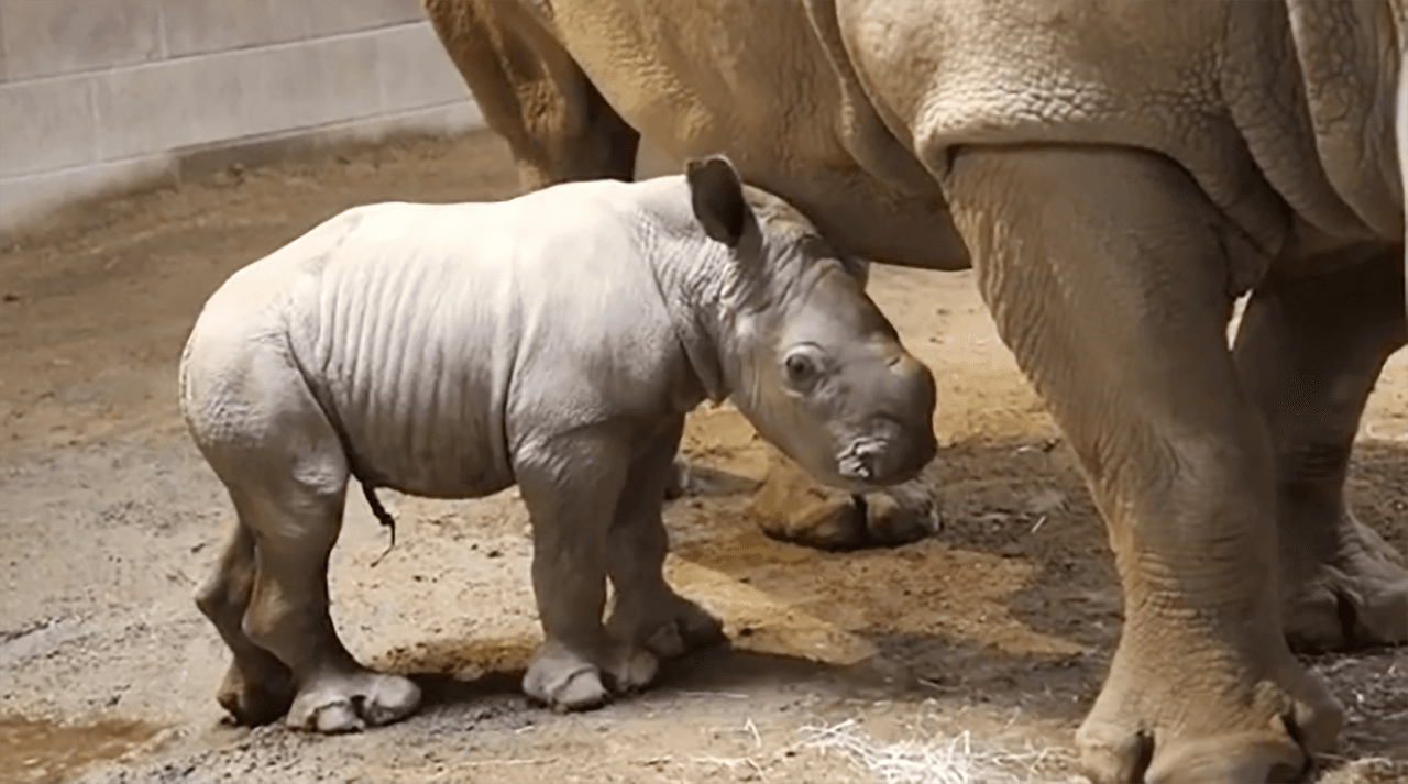 Entre las opciones que compiten para nombrar al ejemplar están seis nombres de origen africano.