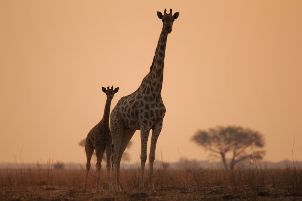 En los animales les llamamos instintos y gracias a esos instintos pueden sobrevivir en su medio. La intuición en los humanos vendría a ser una especie de instinto refinado.
