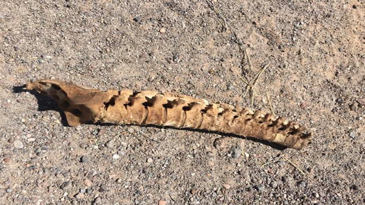 Parte de la columna encontraron los voluntarios.
