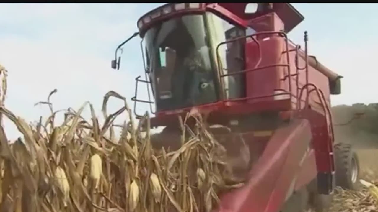 El precio del trigo y el maíz, dos productos usados en la alimentación de los latinoamericanos, se ha incrementado a raíz de la 
<b><a href="https://www.univision.com/local/houston-kxln/expertos-houston-explican-cuales-son-consecuencias-conflicto-rusia-ucrania" target="_blank">guerra entre Rusia y Ucrania,</a></b> señala el experto en economía Daniel Pérez Listón, de la Universidad de St. Thomas.
<br>