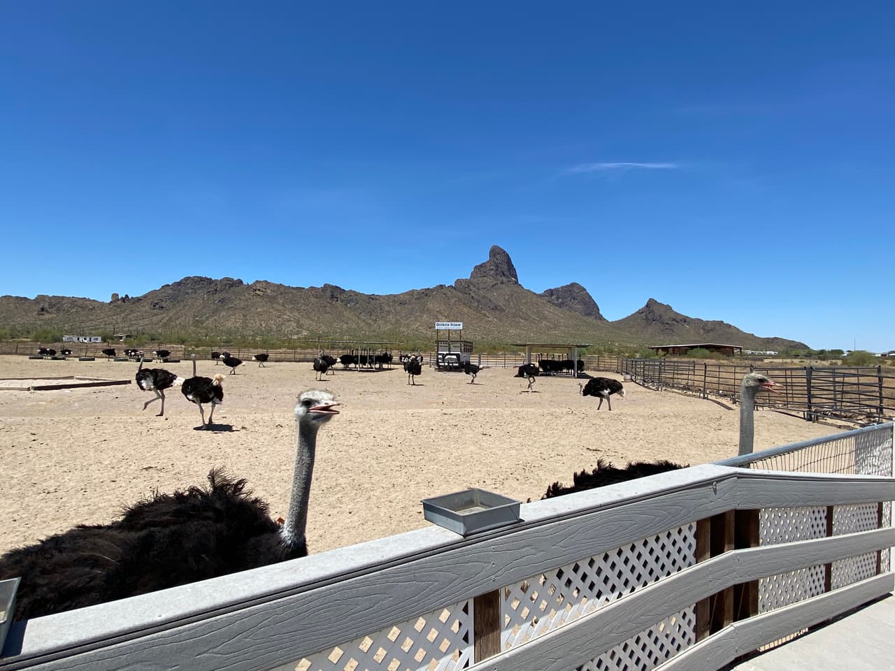 Granja The Rooster Cogburn, ubicada en Oro Valley, Arizona, es uno de los pocos lugares donde se puede ir en tiempos de pandemia.