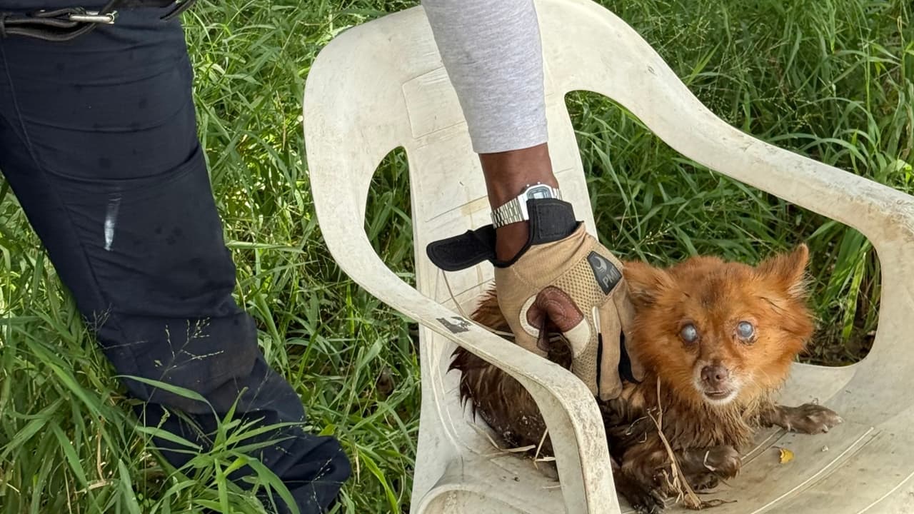 Se cree que el perro supera los 10 años.
