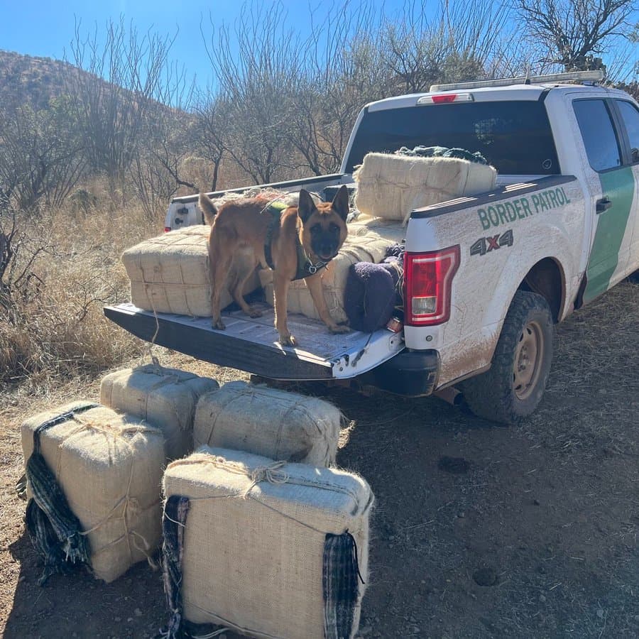 Cerca de Tubac fue incautado un cargamento de marihuana de contrabando: eran casi 470 libras, cuya confiscación se logró con ayuda aérea y de elementos K-9.
