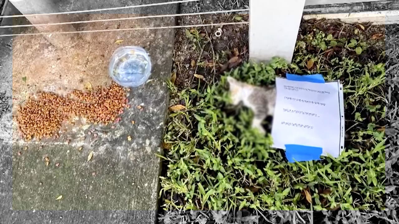 Hallan a gatito muerto en Miami Beach: la comunidad cree que fue envenenado por un vecino