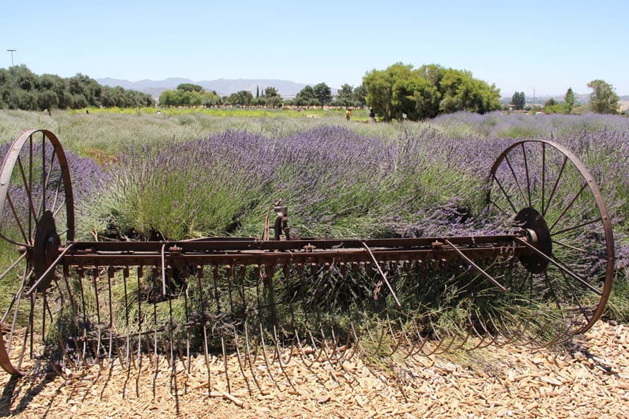 La zona del desierto en California ofrece las condiciones ideales para que la lavanda florezca durante los meses de verano.