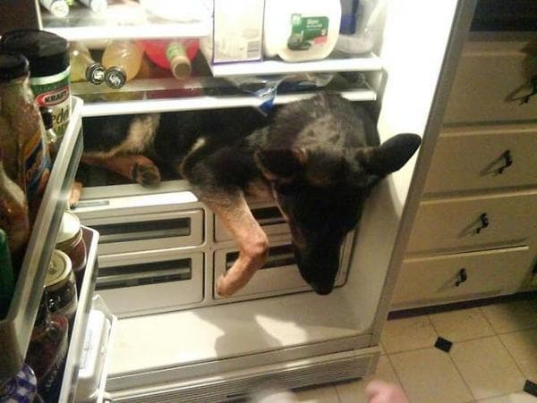 ¡El calor es terrible! por eso este perro es muy inteligente y buscó el lugar más fresco de la casa. ¿Cómo entró ahí?