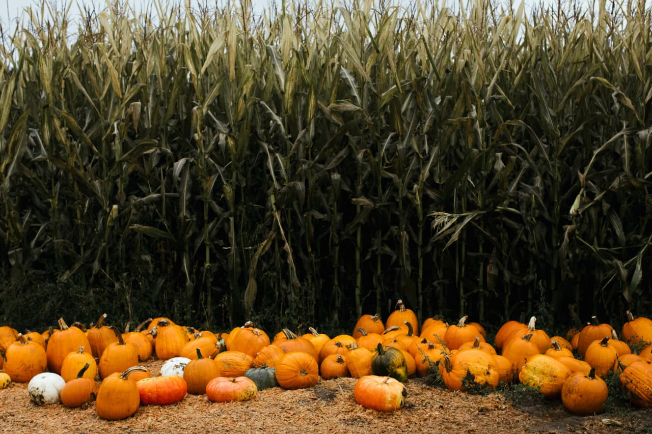 <h2 class="cms-H2-H2">Sunny Hill Flower Farm Petals & Pumpkin fall Festival</h2>
<br>
<br>Dónde: 399 Pasture Road, Luling, Texas
<br>Cuándo: A partir del 28 de septiembre
<br>$: 15 dólares