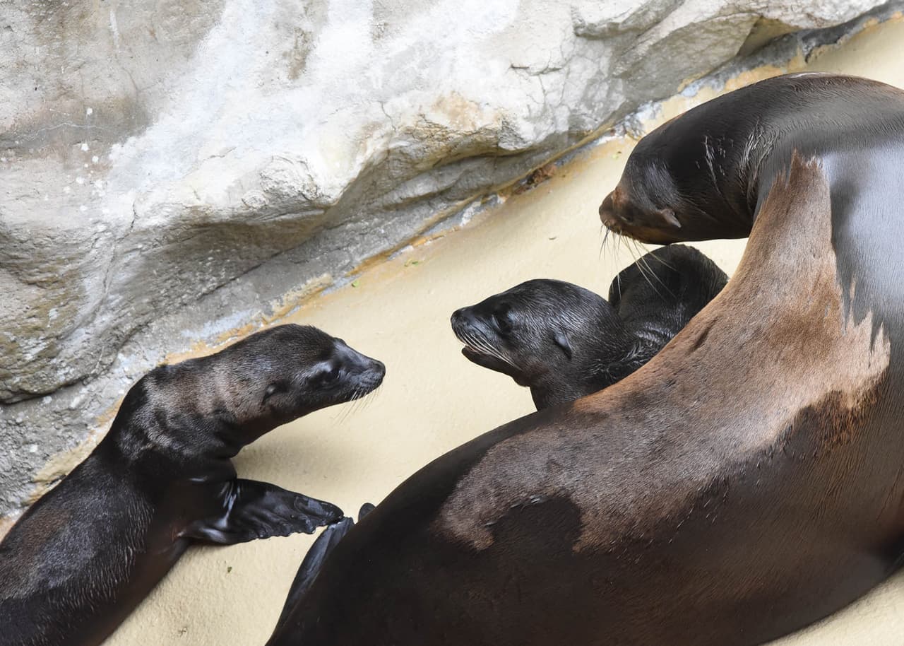 Las madres reconocen a sus crías por su olor, vista y vocalización.
