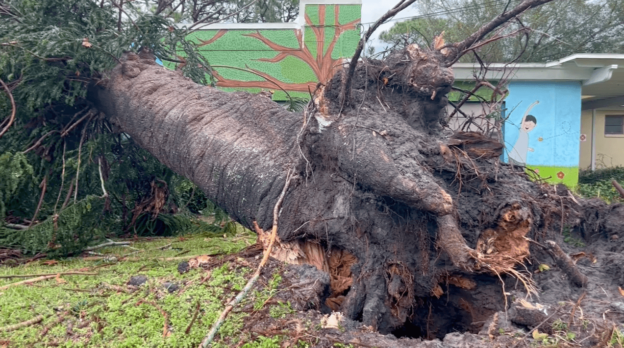 LA NOAA confirmó que este jueves un tornado tocó en St. Petersburg, mientras se mantenía bajo vigilancia por este fenómeno, el cual derrumbó un enorme árbol sobre All Children's Academy, donde afortunadamente no hubo heridos. Nuestra reportera Mariángeles Muñoz visitó el preescolar para conocer cómo estaban las labores de recuperación.