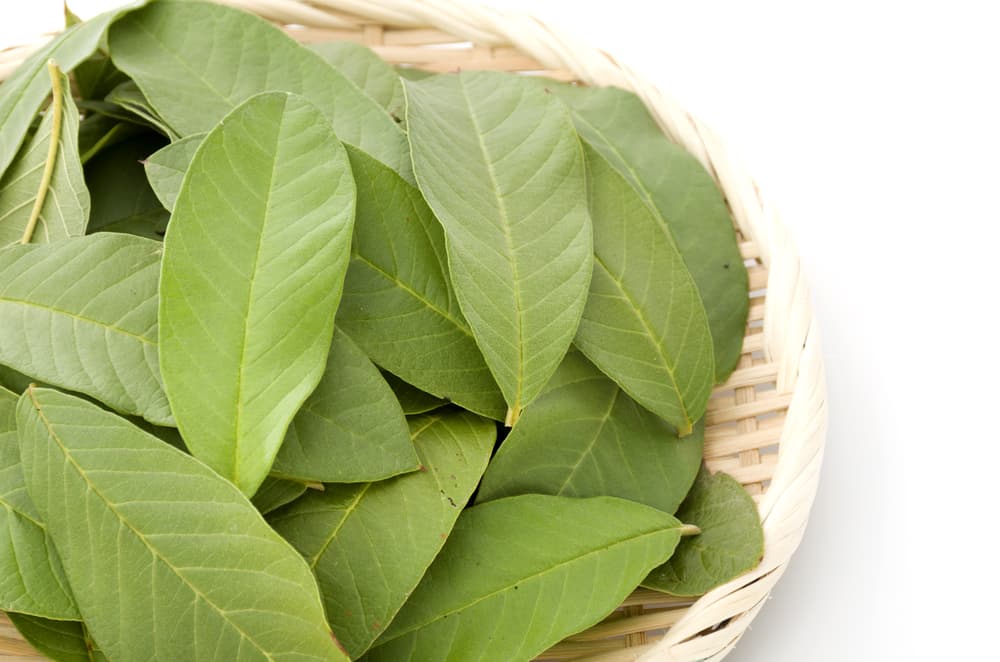 Para dejar atrás todo lo malo del año que se va, debes 
<b>aplastar hojas secas en tus manos</b> pensando eso que deseas no vuelva a repetirse para el 2019.