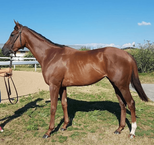 Anto también tiene un caballo llamado Princesa.