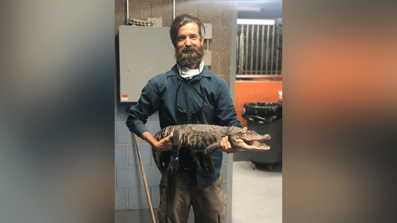 <h3 class="cms-H3-H3">El caimán de Humboldt Park</h3>
<br>El caimán ‘Tito’ o ‘Chance The Snapper’ 
<a href="https://www.univision.com/local/chicago-wgbo/encuentran-en-chicago-un-enorme-caiman-en-la-laguna-de-humboldt-park">sorprendió a la comunidad de la ciudad,</a> especialmente a los residentes de Humboldt Park, quienes hasta le hicieron una canción a este animal que fue visto por primera vez el 9 de julio.
<br>
<br>La reacción provocó tanta sensación alrededor de este caimán que miles de personas fueron a buscarlo a la laguna de Humboldt Park, donde el animal fue visto nadando.
<br>
<br>Esto llevó a un esfuerzo en la ciudad para intentar sacar al animal de la laguna. No fue 
<a href="https://www.univision.com/local/chicago-wgbo/el-caiman-de-humboldt-park-finalmente-ha-sido-capturado">hasta después de una semana,</a> que trajeron a un experto en caimanes desde Florida, llamado Frank Robb, que lograron capturar al animal. Durante las semanas siguientes, otros dos caimanes fueron presuntamente hallados en la misma laguna, sin embargo, no se pudo comprobar la veracidad de los hechos.