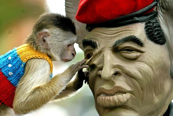 Aquí, un mono juega con una máscara de goma que representa a Chávez.