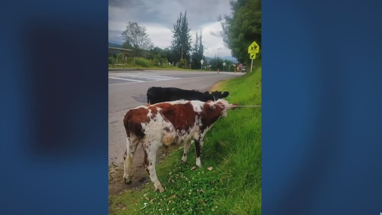 Dos vacas robadas viajaban en el asiento trasero de un automóvil en Colombia