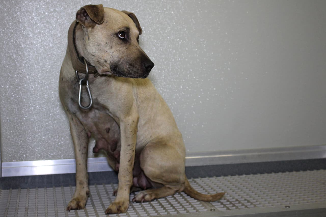 Al ver el estado de los animales, la policía llamó esta semana a la 
<a href="https://www.spca.org/"><u>Sociedad para la Prevención de la Crueldad Animal</u></a>,