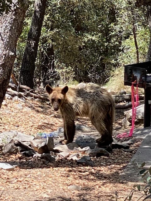 “Los ataques de osos suelen producirse tras sorprender al animal; por ende, no hagas senderismo solo, sobretodo en días con baja o poca visibilidad. Tampoco abandones los caminos designados para esta actividad” reitera el Departamento de Pesca y Vida Silvestre de Arizona.
<br>