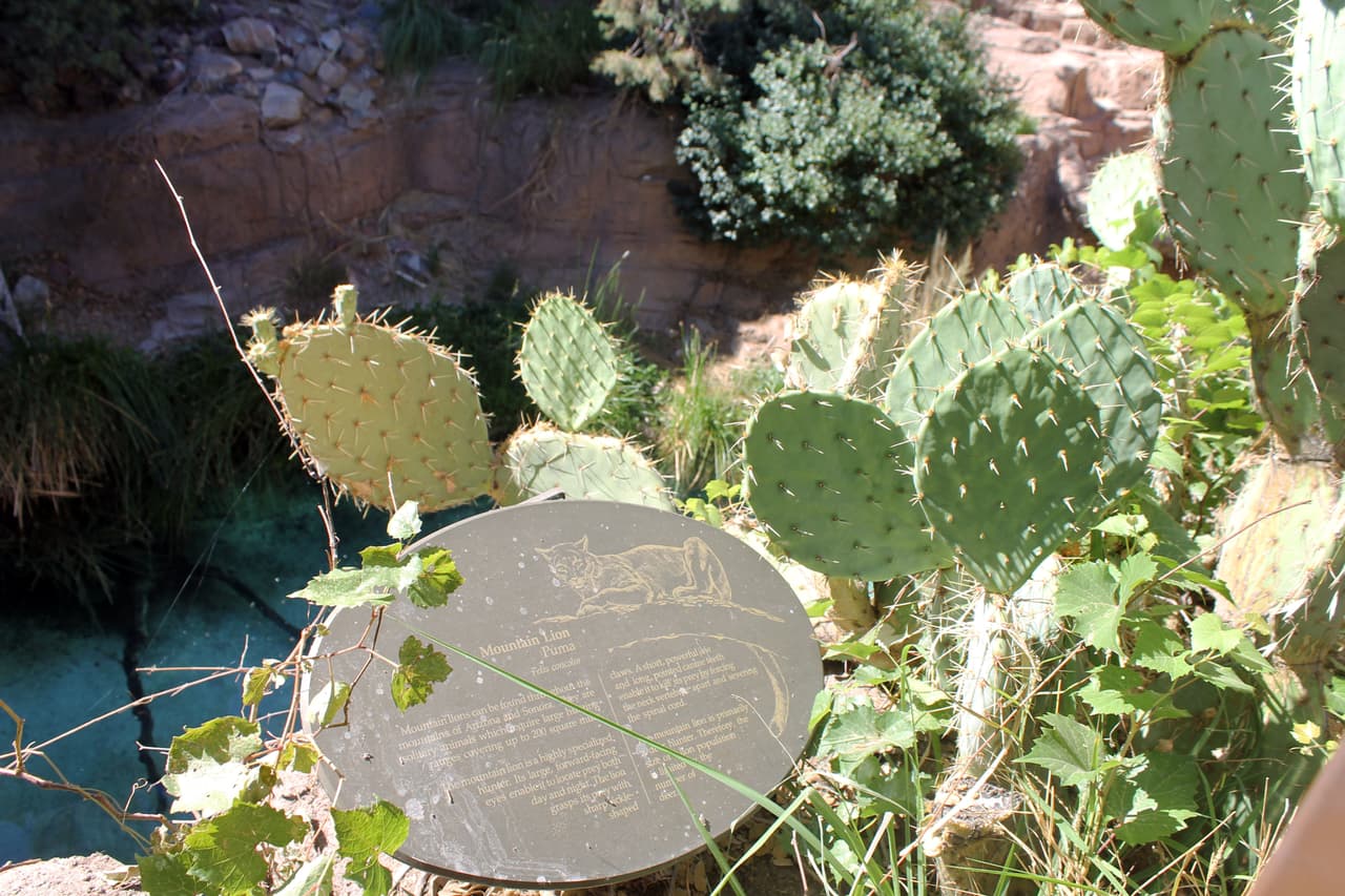 El Puma o Mount Lion tiene un ecosistema creado al interior del parque.