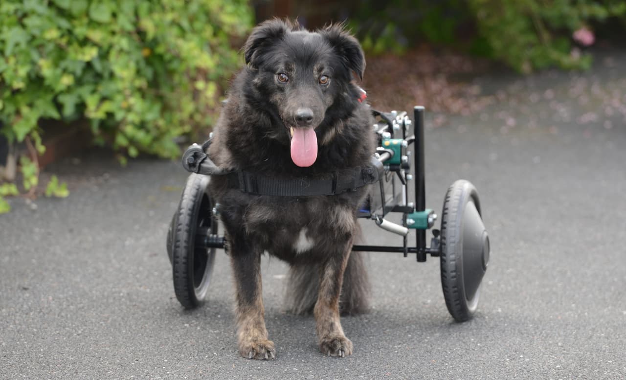 El Collie ahora tiene una vida por delante.