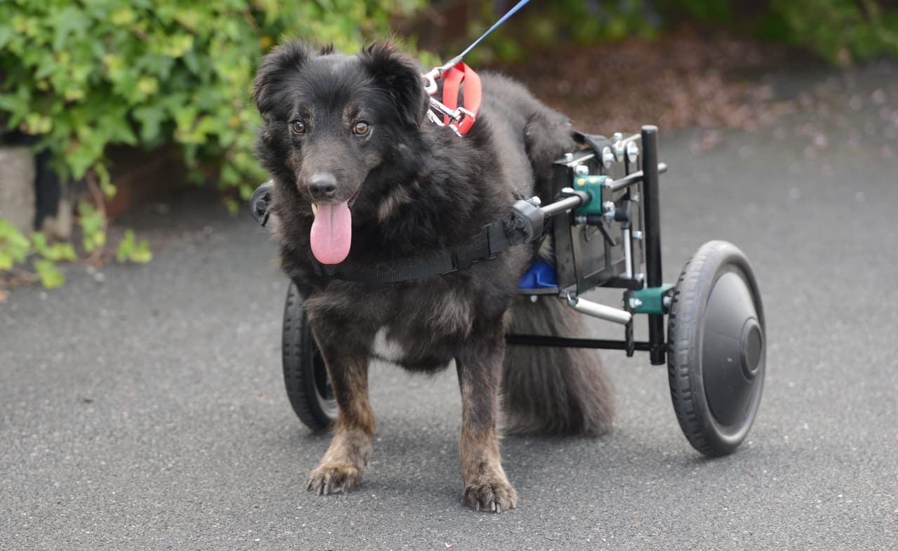 ¡Nada puede vencer a un perrito que quiere vivir y olfatear el mundo!