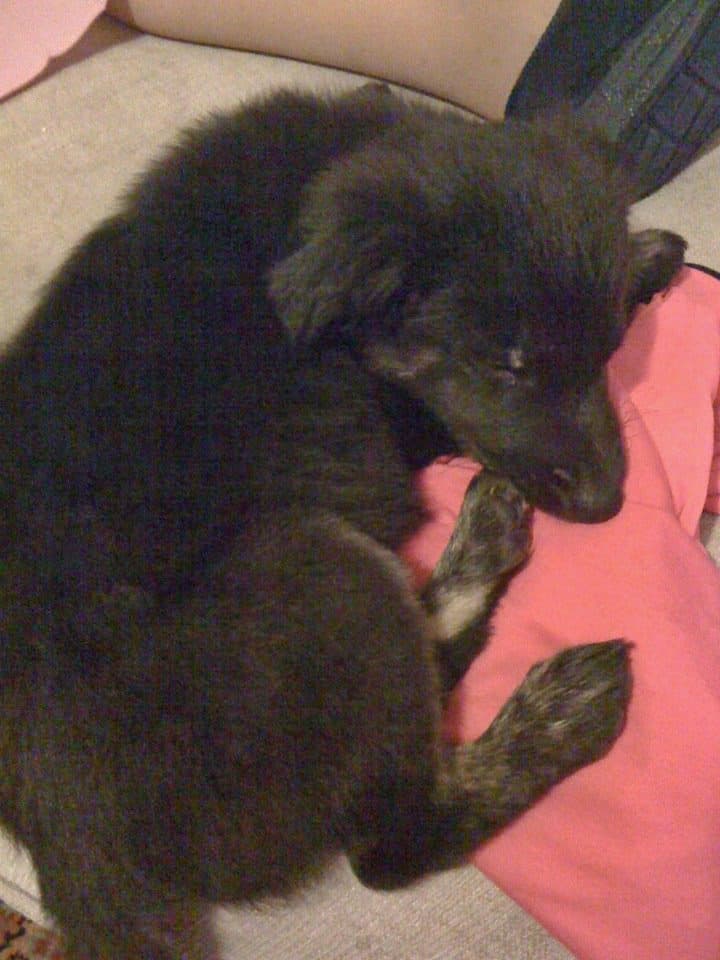 Al can se le separaron las rodillas de las piernas.