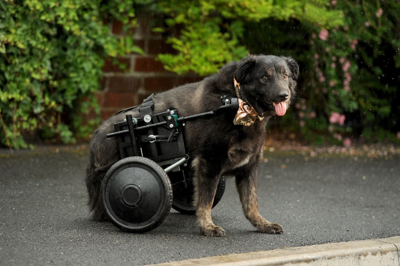 Este perrito es un ejemplo a seguir, por su valentía y su determinación.