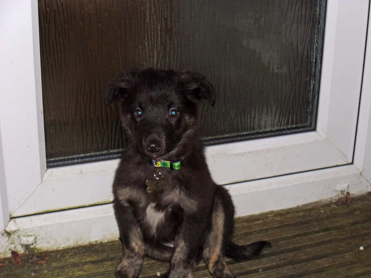 Murphy tiene un grave problema con sus patitas.