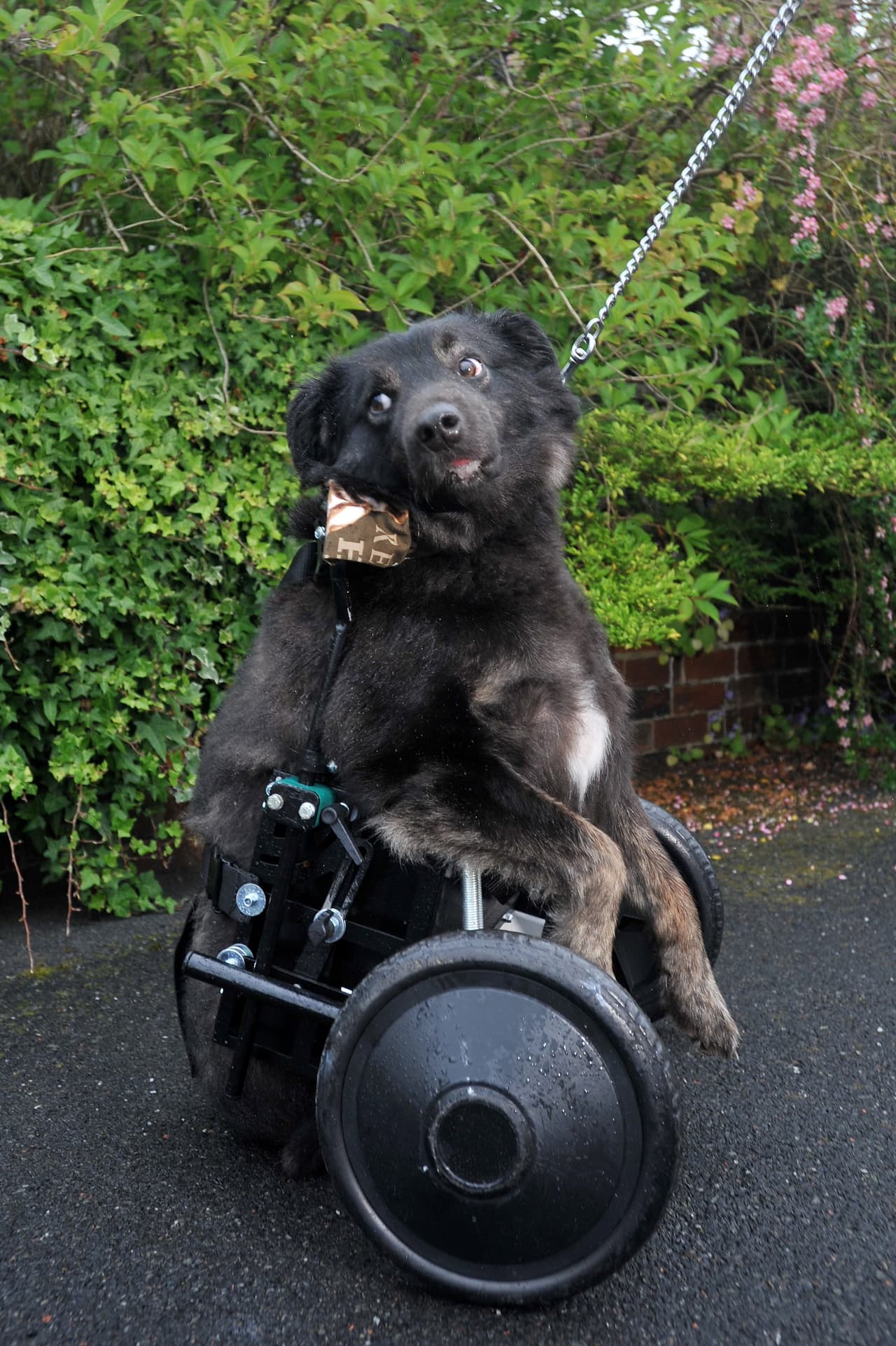 Ahora el can puede ir y venir gracias a un regalo que le dieron.