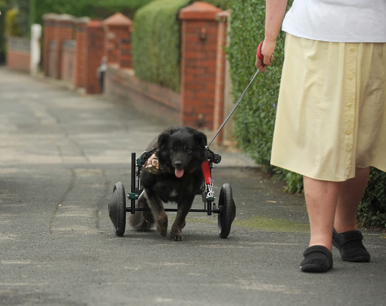 ¡Pero eso no fue suficiente para dejarse vencer!
