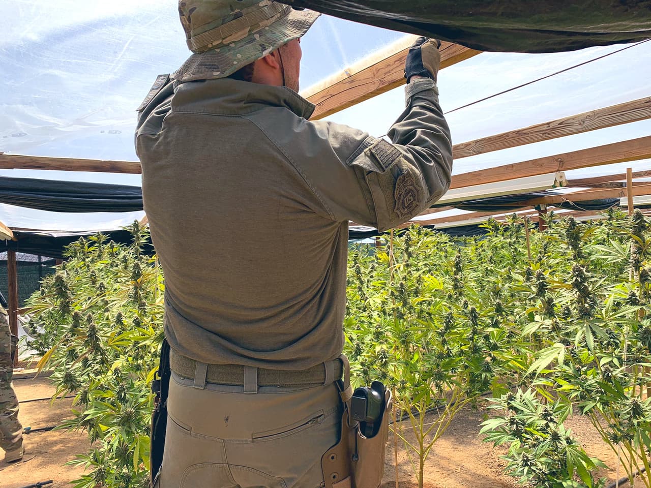 Un sembradío ilegal de marihuana detectado en la zona desértica de Los Ángeles, California.
