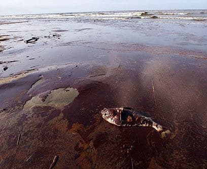 Agonía sin fin. En 86 días de vertido el derrame ha vaciado unos 86.000,000 de galones de petróleo en el Golfo de México. La marea negra no es compacta, está fraccionada en miles de manchas, algunas diminutas, casi invisibles. Pero en otros puntos mide más de 30 kilómetros de ancho y largo, y más de un kilómetro de profundidad. Por ahora cubre desde Texas hasta Florida... Algunos advierten que llegará a Europa.