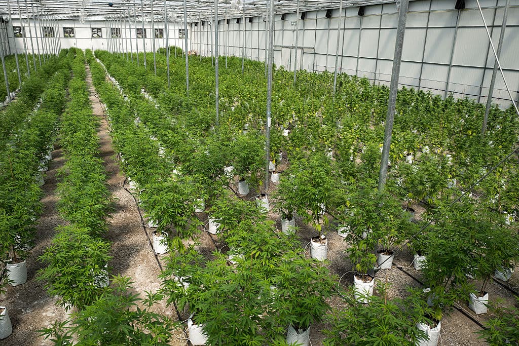Rows of cannabis plants grow in the twenty thousand square foot greenhouse at a medical marijuana cultivation facility, in Johnstown, New York.