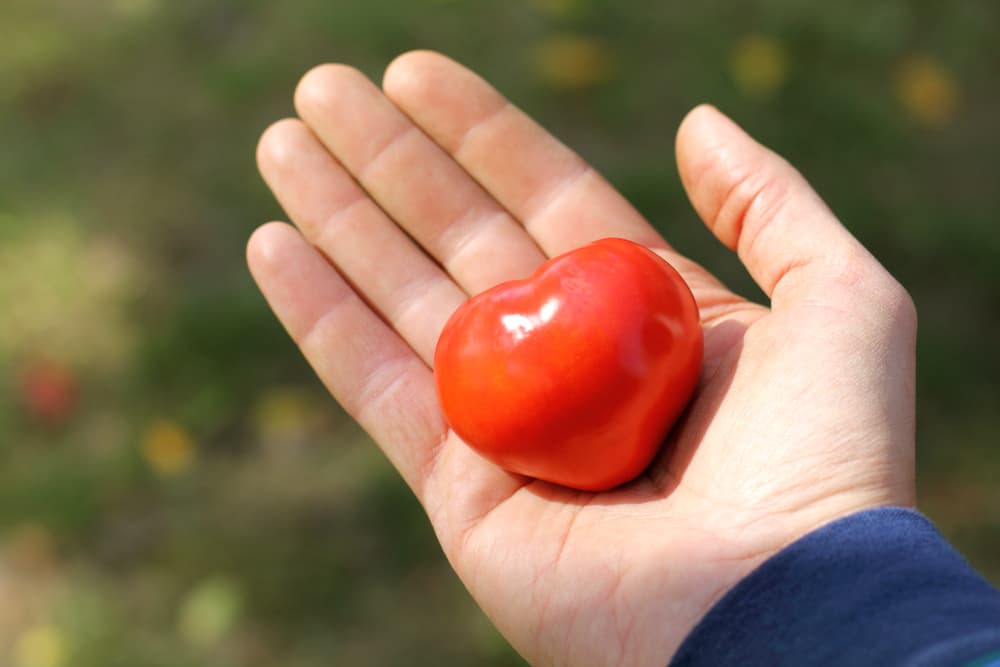 Pero entre quienes se atrevían a comerlo eran gente de escasos recursos como comerciantes, vendedores, marinos y demás, quienes tras comerse un tomate crudo, descubrieron sus cualidades como un interesante vigorizante sexual, que les aumentaba el deseo del placer.
