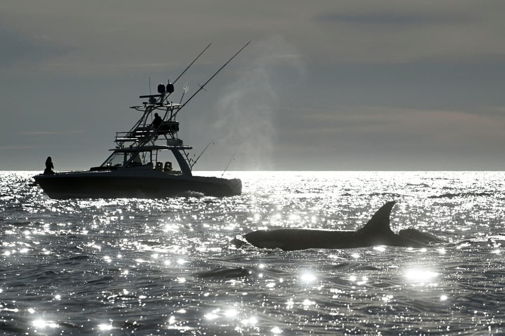 Los pescadores también guardan distancia de las ballenas en Point Loma, San Diego, donde todo apunta a que las orcas se quedarán por mucho más tiempo.