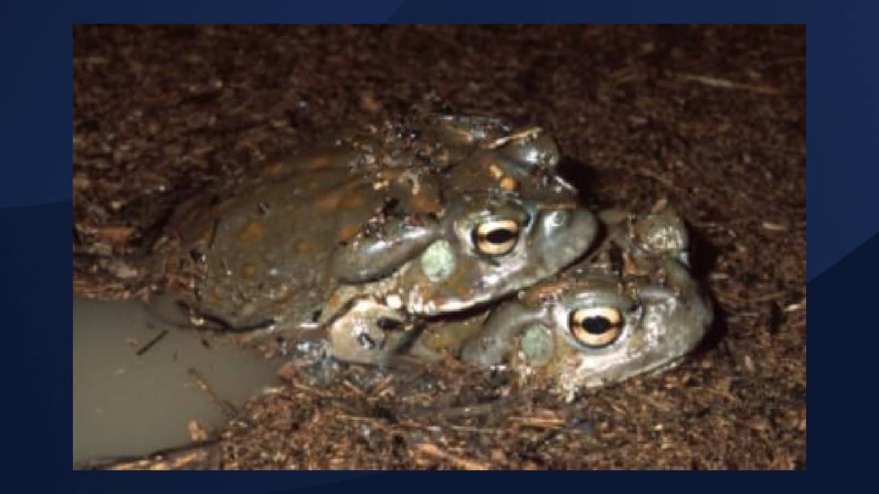 <b><i><a href="https://www.nps.gov/sagu/learn/nature/sonoran-desert-toad.htm" target="_blank">Sonoran Desert toads o Bufo alvarius</a></i></b>: De acuerdo con expertos médicos de Banner Health,
<b>estos sapos producen una toxina</b>, que se libera a través de las glándulas,
<b>que puede ser peligrosa para los humanos y las mascotas si se inhalan o ingieren</b>. “Deje a estos sapos en paz y asegúrese de mantener a sus perros alejados de ellos”, afirma Maureen Roland del Centro de Envenenamiento de Banner.
<br>