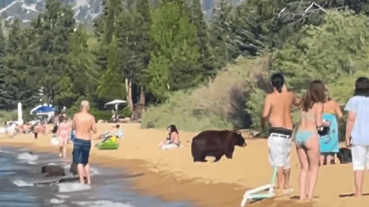 Familia de osos se refrescan en Lake Tahoe escapando de la ola de calor en California