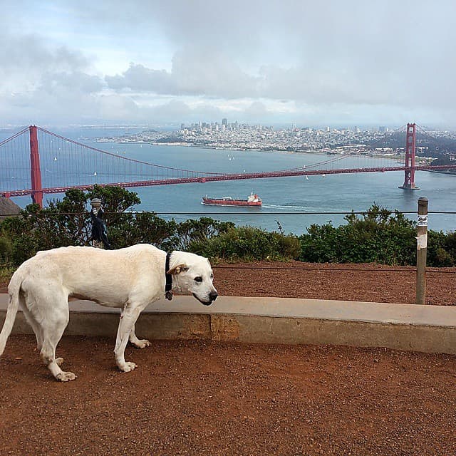 Para un perro de 15 años mantenerse sano es todo un logro, y Poh no fue la excepción: tenía problemas renales incurables, así como tumores en hígado, riñones y tobillos.