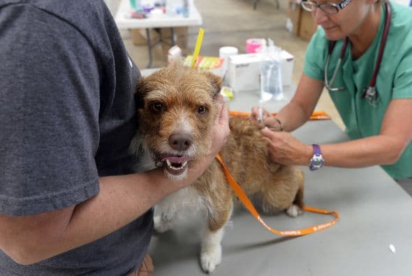 Puedes acudir al veterinario para que le prescriba una dieta con efectos calmantes a tu mascota la cual contiene altos contenidos de triptófano que sirve como sustancia calmante.