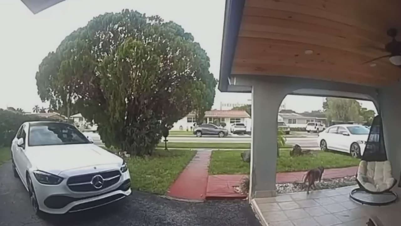 Perro ataca a un hombre de 71 años y a su mascota en Hialeah: todo quedó captado en video