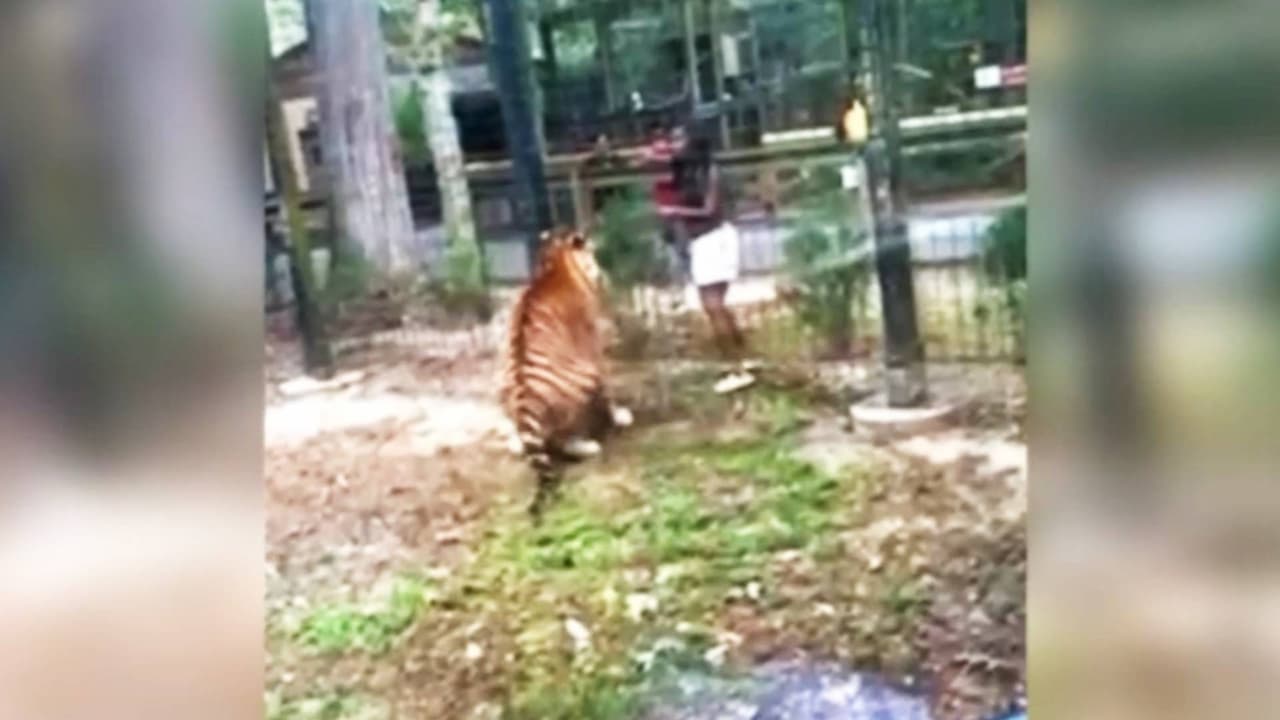 Mujer desafía la seguridad y trepa la valla para acercarse a un tigre en el zoológico de Bridgeton