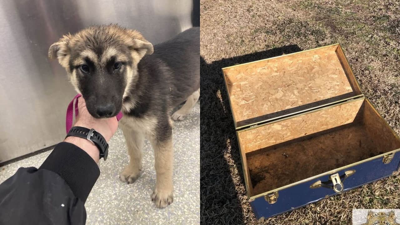 Acusan a joven de abandonar a un cachorro de pastor alemán en un baúl en Channelview