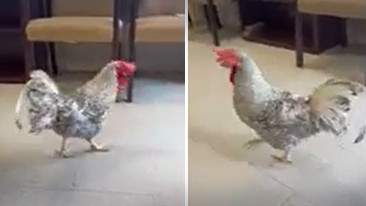 Él es “Cluck Norris”, el gallo cantor que fue adoptado en Carolina del Norte