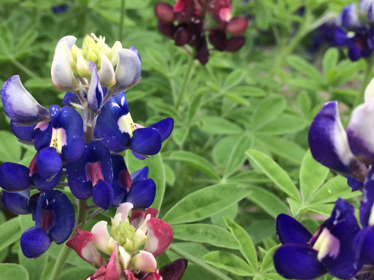 <b>Wildseed Farms </b>en Fredericksbug:
<b> </b>esta es la granja de flores silvestres en funcionamiento más grande del país. Hay 200 acres de hermosos campos de diferentes flores para ver. Los campos de bluebonnets son increíbles. Si bien no puede caminar por ellos, hay áreas para tomar fotografías. La entrada es gratis.